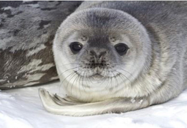 What It's Like To Be Chased By A Leopard Seal