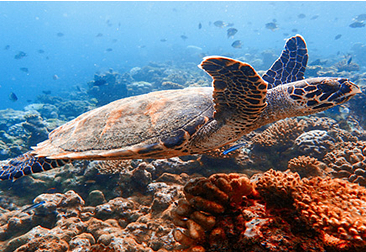 Get along in harmony with underwater friends